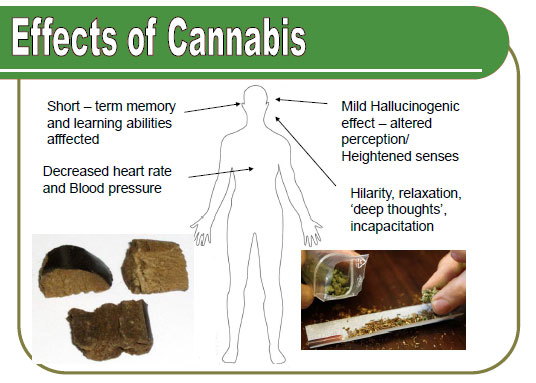 cannabis2